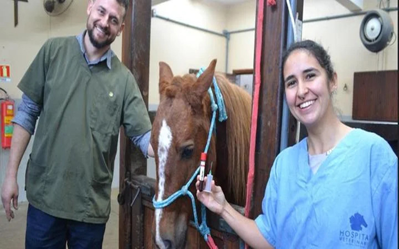 Após resgate, cavalo Caramelo está 40kg mais gordinho e saudável!
