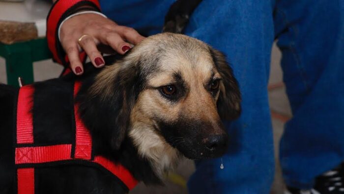 Suzano convoca para castração de pets e reforça pedido para tutores comparecerem