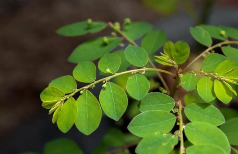 Folha de quebra-pedra será o 1º remédio fitoterápico do SUS