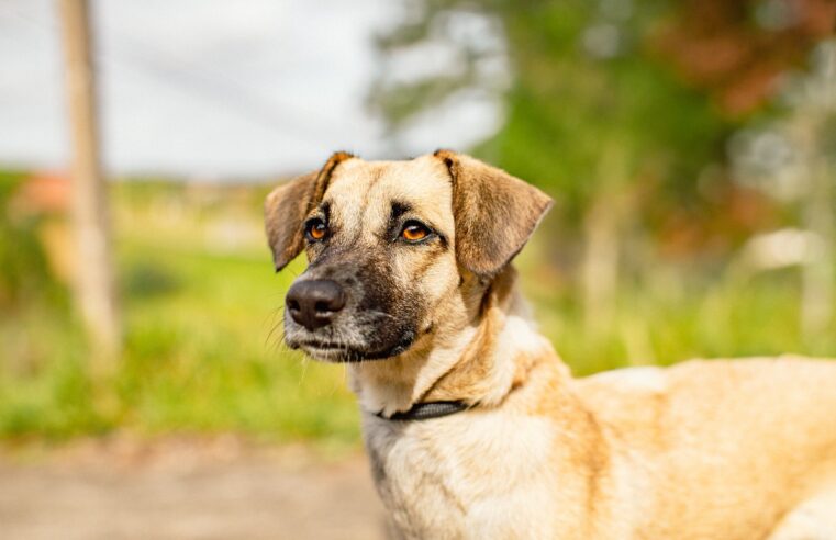 Cadastro para castração gratuita de cães e gatos segue disponível em Guararema