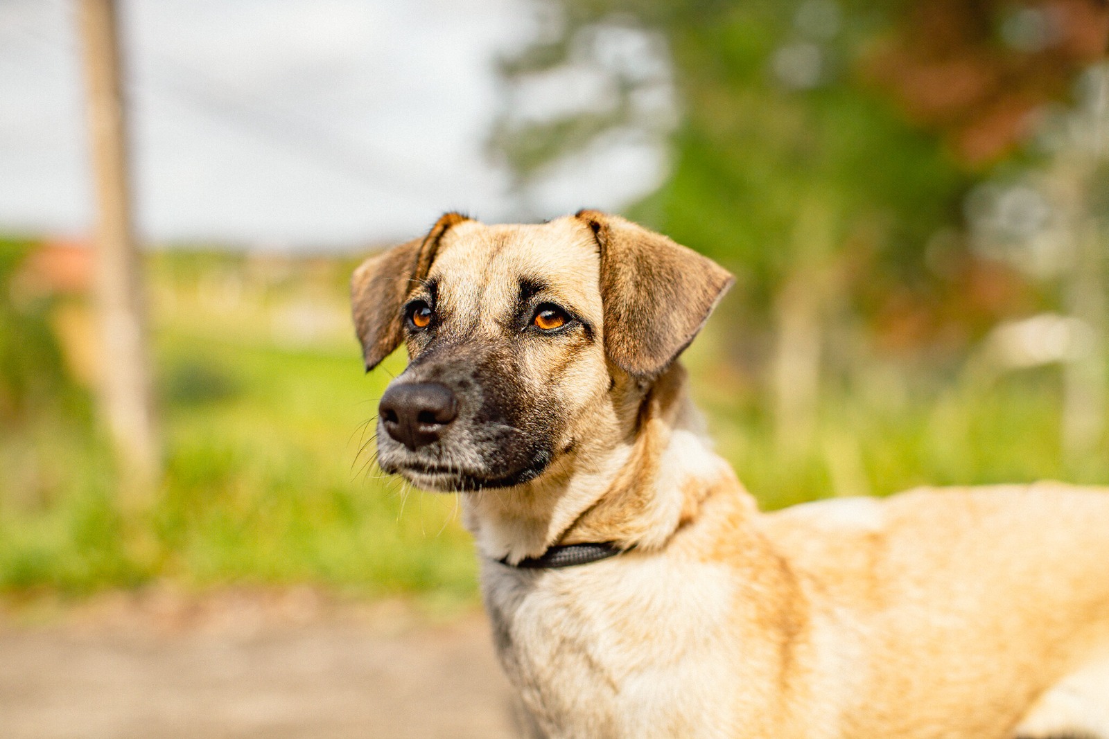 Cadastro para castração gratuita de cães e gatos segue disponível em Guararema
