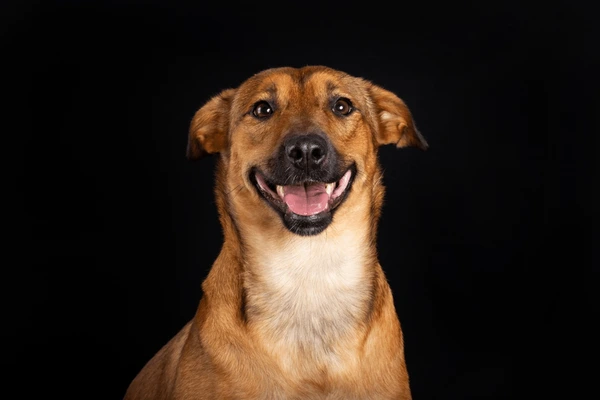 Tarcísio sanciona lei que reconhece ‘Vira-Lata Caramelo’ como expressão cultural em SP
