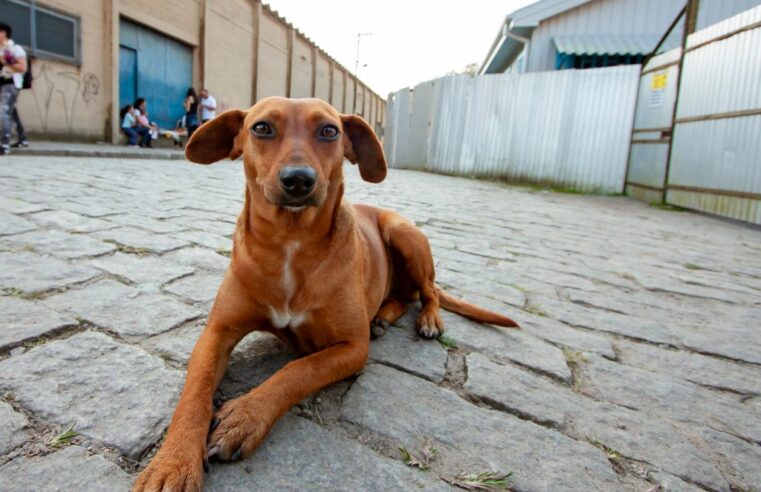 São Paulo tem serviço online para denunciar maus-tratos contra animais