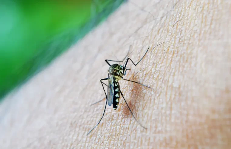 Estado de São Paulo confirma primeira morte por dengue em 2026