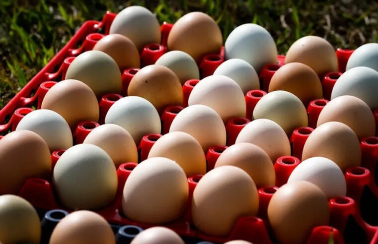 Preço dos ovos dispara até 60% na primeira quinzena de janeiro