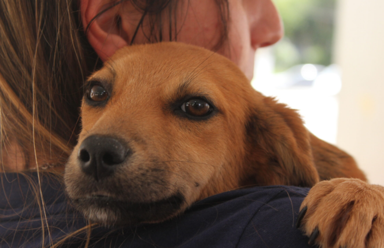 Poá abre inscrições para curso de banho e tosa