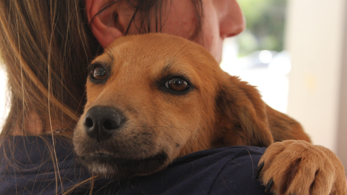 Poá abre inscrições para curso de banho e tosa