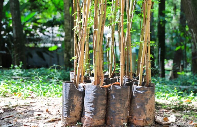 Ferraz de Vasconcelos realiza doação gratuita de mudas à população