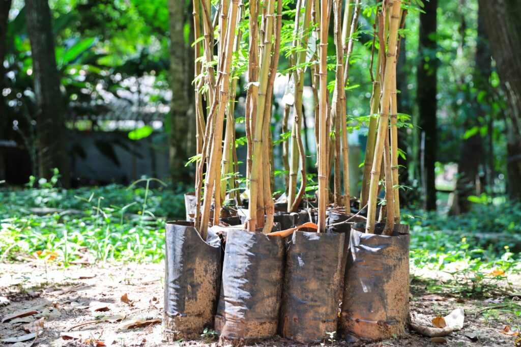 Ferraz de Vasconcelos realiza doação gratuita de mudas à população