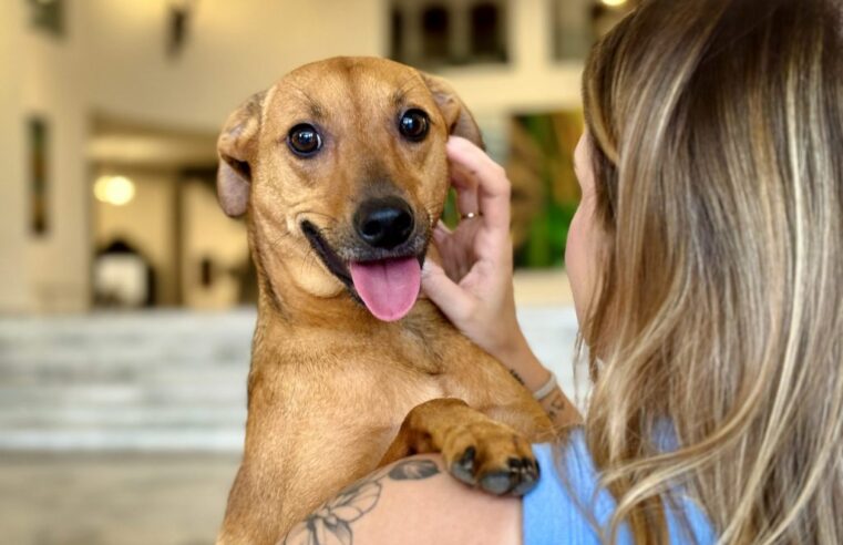 Governo de SP sanciona lei que autoriza o sepultamento de pets em jazigos familiares