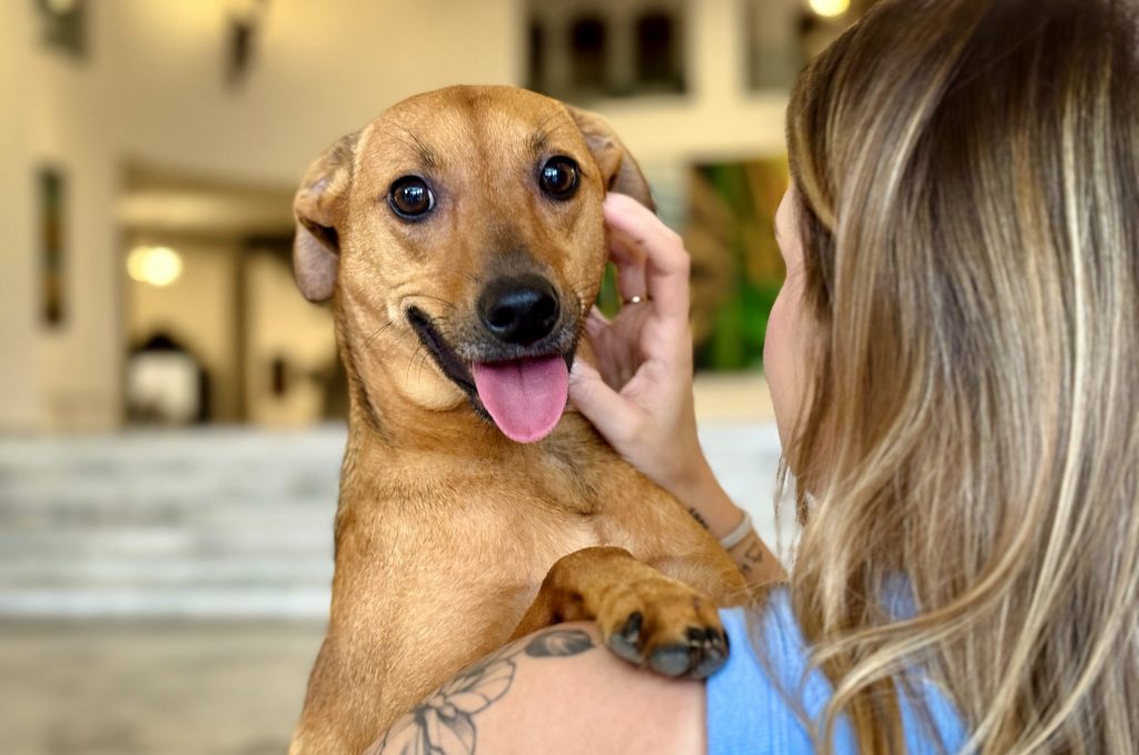 Governo de SP sanciona lei que autoriza o sepultamento de pets em jazigos familiares