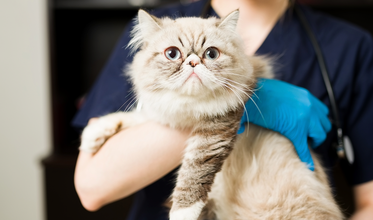 Projeto permite saque do FGTS para tratar doença grave de pet