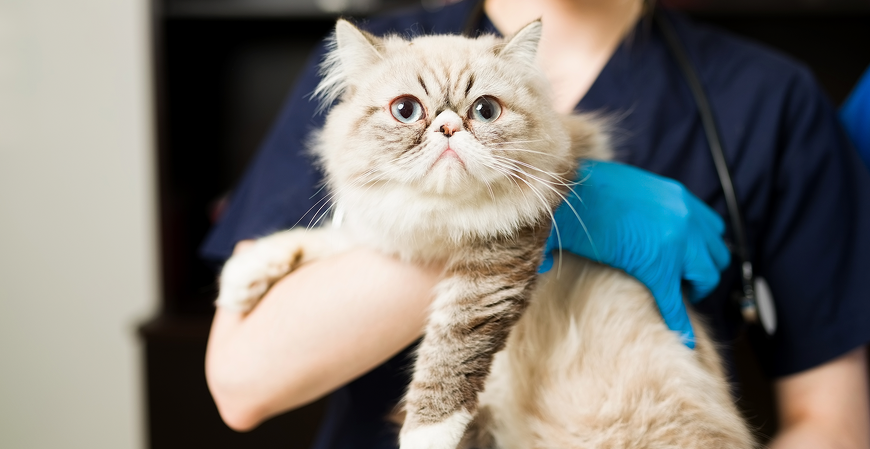 Projeto permite saque do FGTS para tratar doença grave de pet