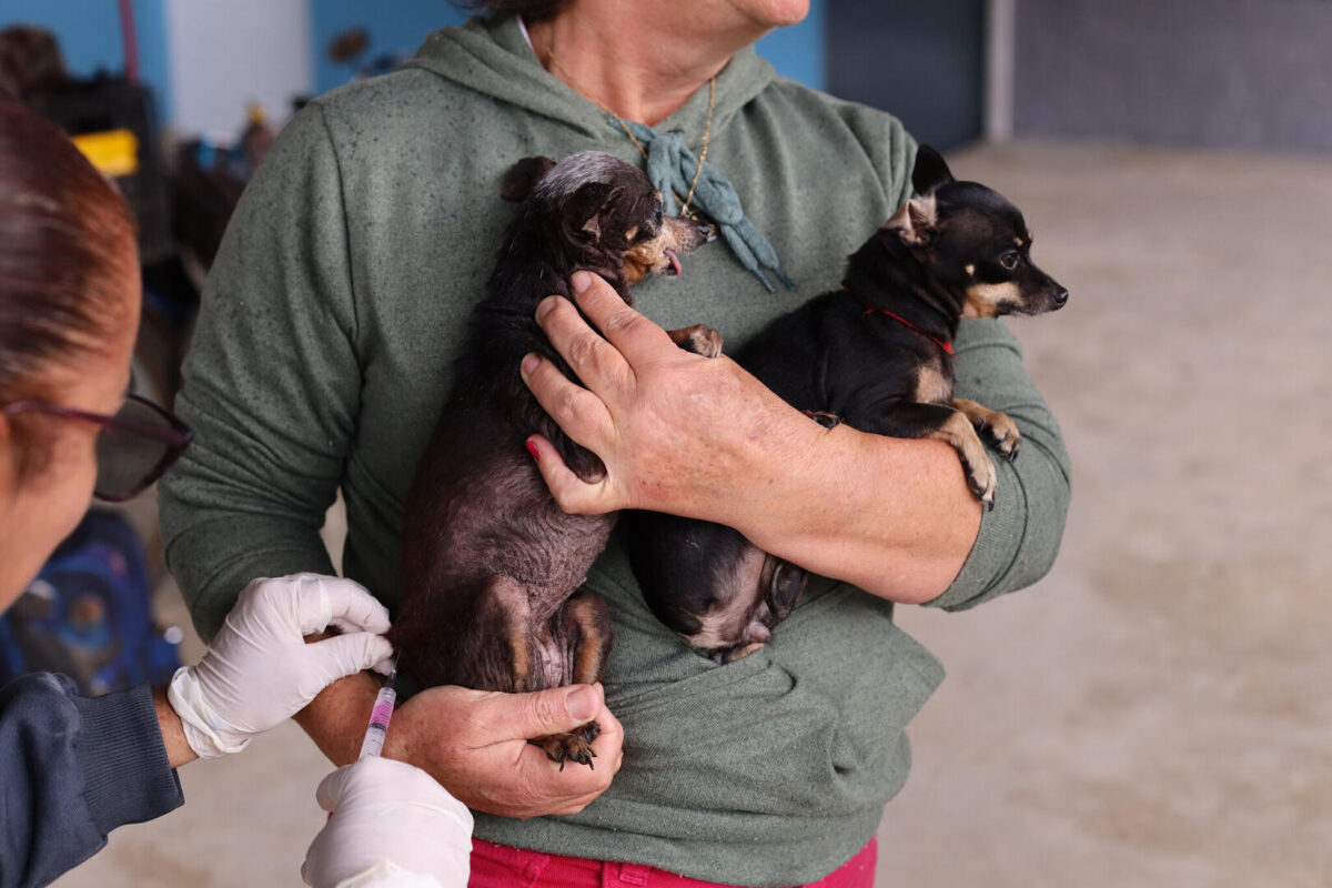 Guararema segue com vacinação itinerante de cães e gatos nesta sexta
