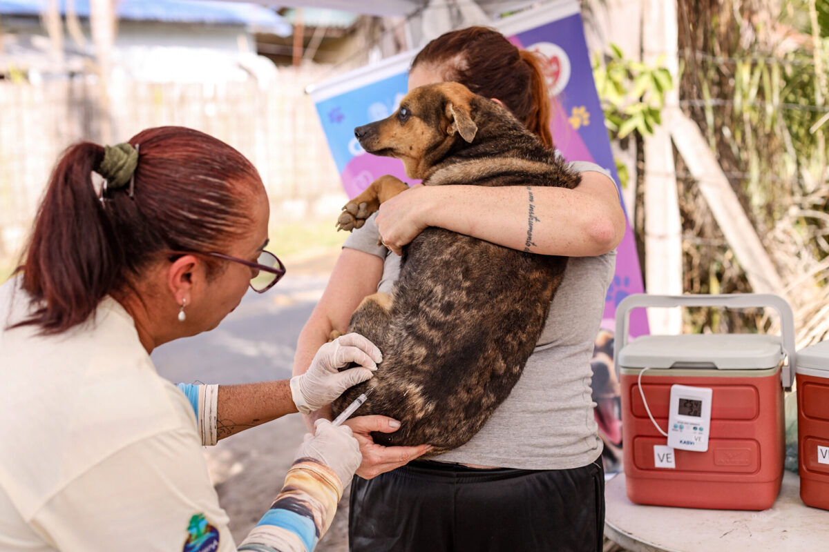 Prefeitura de Guararema segue com vacinação antirrábica itinerante em março