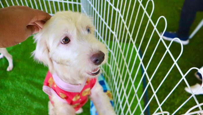 Suzano abre cadastro para campanha de vacinação V4 e V10 destinada a cães e gatos