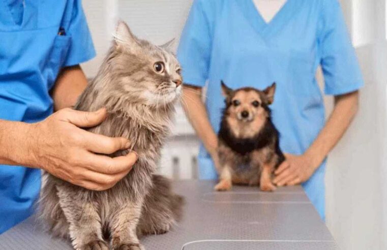 Poá realiza mutirão de castração gratuita para cães e gatos entre 1º e 3 de maio