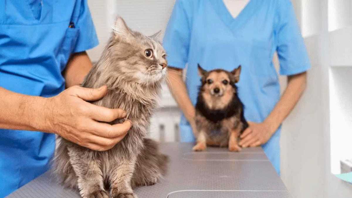 Poá realiza mutirão de castração gratuita para cães e gatos entre 1º e 3 de maio