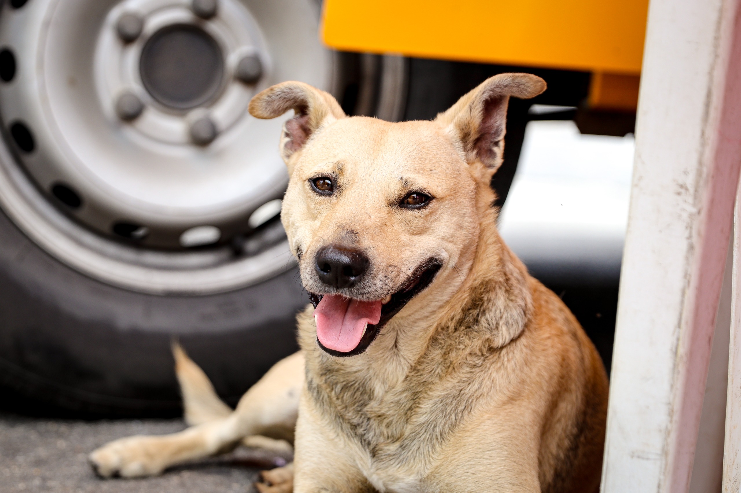Ferraz de Vasconcelos anuncia mutirão de castração para cães e gatos 