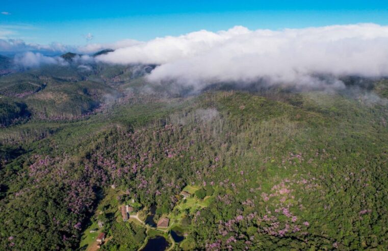 Condemat+ conquista R$ 7,4 milhões para projeto de restauração ecológica no Alto Tietê