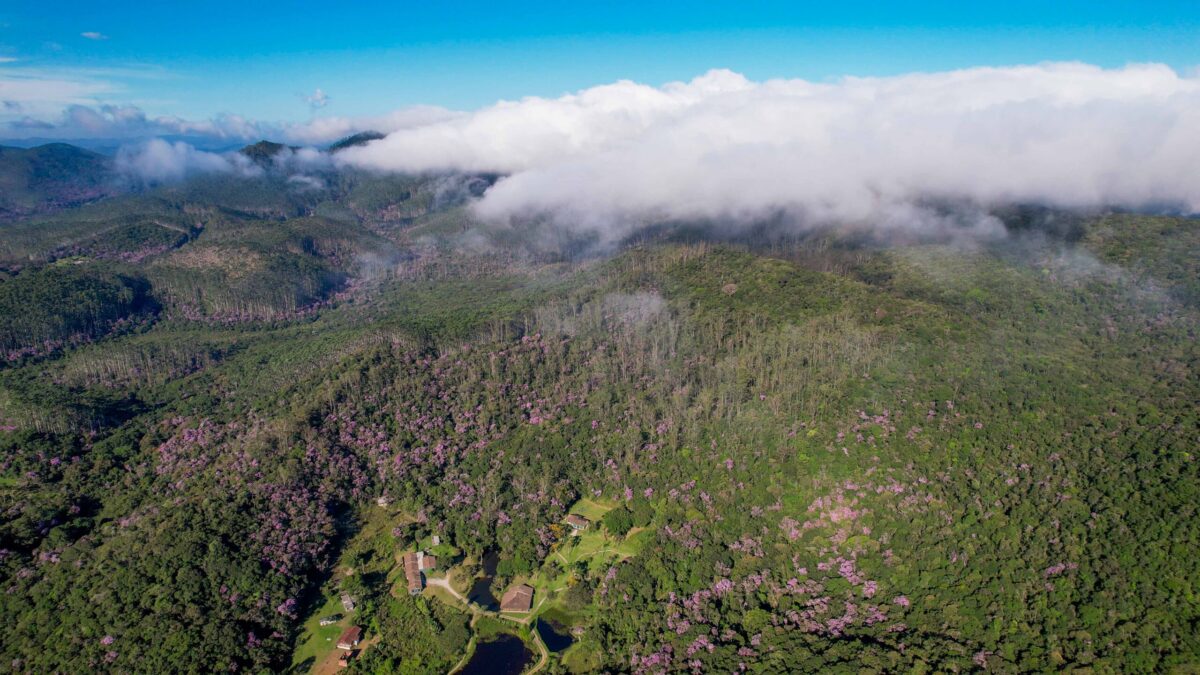Condemat+ conquista R$ 7,4 milhões para projeto de restauração ecológica no Alto Tietê